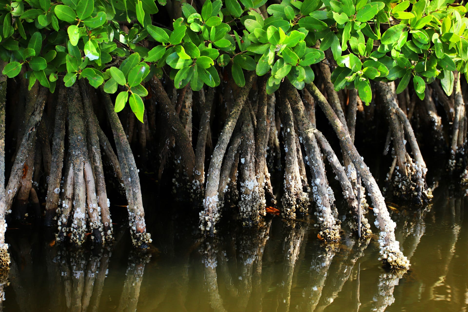 Mangrove roots are partially submerged in water.