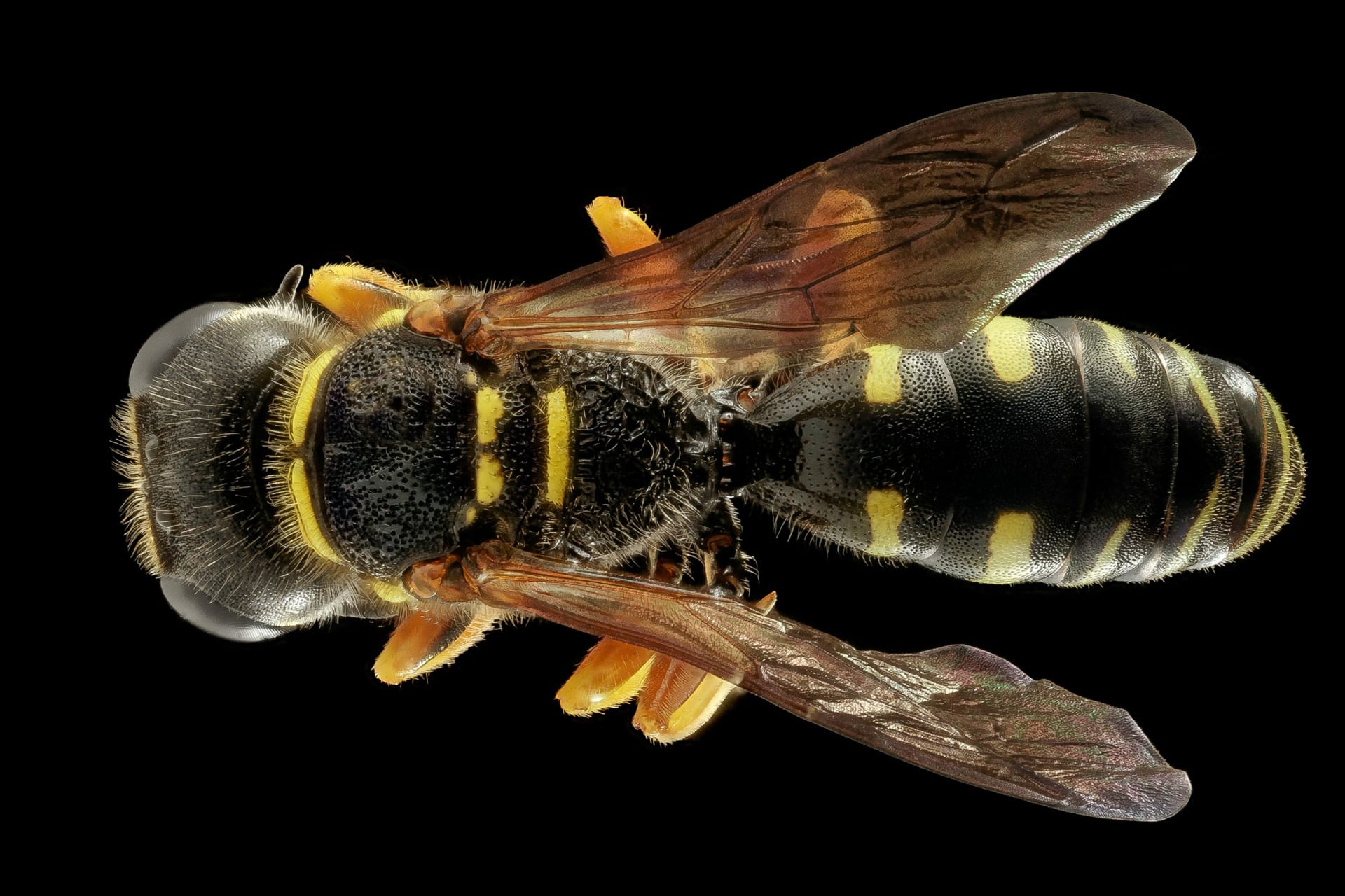 yellow and black bee on brown flower